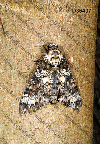 Manduca rustica